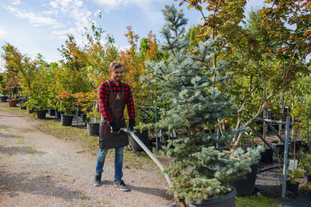 Best Tree and Shrub Care  in Apple Valley, CA